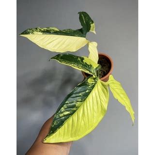 濃黃斑龜背芋|濃黃斑合果芋syngonium variegata daurea(龜背芋、蔓。